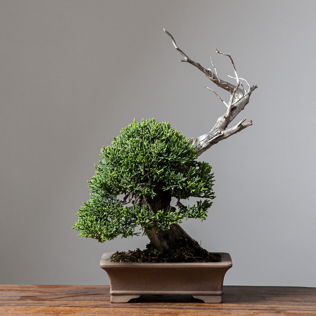 Mountain-Style "Kishu" Juniper bonsai tree for sale