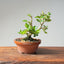 Natal Plum Bonsai 1170 - Bonsaify