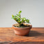 Natal Plum Bonsai 1171 - Bonsaify