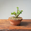 Natal Plum Bonsai 1171 - Bonsaify