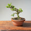 Natal Plum Bonsai 1172 - Bonsaify