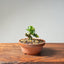 Natal Plum Bonsai 1173 - Bonsaify