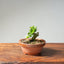 Natal Plum Bonsai 1173 - Bonsaify
