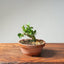 Natal Plum Bonsai 1174 - Bonsaify
