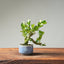 Natal Plum Bonsai 1242 - Bonsaify