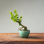 Natal Plum Bonsai 1244 - Bonsaify
