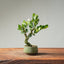 Natal Plum Bonsai 1246 - Bonsaify