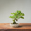 Natal Plum Bonsai 1247 - Bonsaify