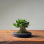 Olive Bonsai 1024 - Bonsaify