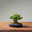 Olive Bonsai 1024 - Bonsaify