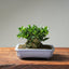 Olive Bonsai 1025 - Bonsaify