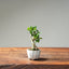 Olive Bonsai 1026 (Mini) - Bonsaify