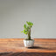 Olive Bonsai 1026 (Mini) - Bonsaify