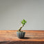 Olive Bonsai 1027 (Mini) - Bonsaify