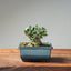 Olive Bonsai 1028 - Bonsaify