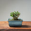 Olive Bonsai 1028 - Bonsaify