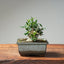 Olive Bonsai 1029 - Bonsaify