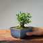 Olive Bonsai 1030 - Bonsaify