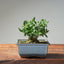 Olive Bonsai 1030 - Bonsaify