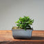 Olive Bonsai 1031 - Bonsaify