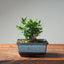 Olive Bonsai 1032 - Bonsaify