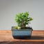 Olive Bonsai 1032 - Bonsaify