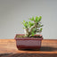 Olive Bonsai 1033 - Bonsaify