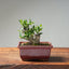 Olive Bonsai 1033 - Bonsaify