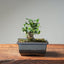 Olive Bonsai 1034 - Bonsaify