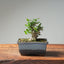 Olive Bonsai 1034 - Bonsaify