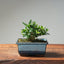 Olive Bonsai 1035 - Bonsaify