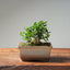 Olive Bonsai 1036 - Bonsaify