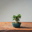 Olive Bonsai 1037 (Mini) - Bonsaify