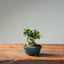 Olive Bonsai 1037 (Mini) - Bonsaify