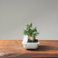 Olive Bonsai 1080 - Bonsaify
