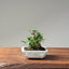 Olive Bonsai 1080 - Bonsaify