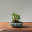 Olive Bonsai 1081 - Bonsaify