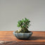 Olive Bonsai 1081 - Bonsaify