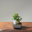 Olive Bonsai 1084 - Bonsaify
