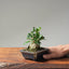 Olive Bonsai 1084 - Bonsaify