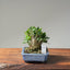 Olive Bonsai 1085 - Bonsaify