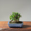 Olive Bonsai 1085 - Bonsaify
