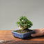 Olive Bonsai 1085 - Bonsaify