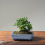Olive Bonsai 1085 - Bonsaify