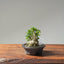 Olive Bonsai 1086 - Bonsaify