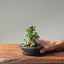 Olive Bonsai 1086 - Bonsaify