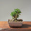Olive Bonsai 1087 - Bonsaify