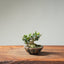 Olive Bonsai 1250 - Bonsaify