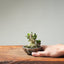 Olive Bonsai 1250 - Bonsaify
