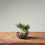 Olive Bonsai 1250 - Bonsaify